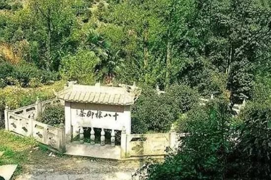 母樹大紅袍給誰喝了，為什么母樹大紅袍叫三棵六株？
