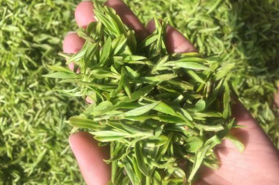 龍井好喝還是毛尖好喝，綠茶是龍井好還是毛尖好？
