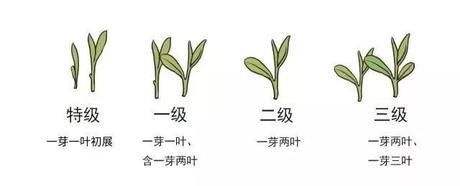 烏牛早和龍井的區(qū)別圖片，龍井43號(hào)和烏牛早茶的對(duì)比