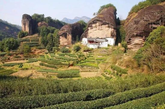 馬頭巖肉桂是大紅袍嗎，大紅袍肉桂屬于什么茶？