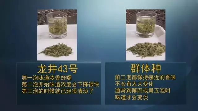 龍井群體種和43號的區(qū)別圖片，龍井43和群體種哪個好喝？