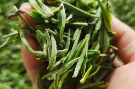金壇雀舌算不算好茶，金壇雀舌屬于什么檔次茶葉？