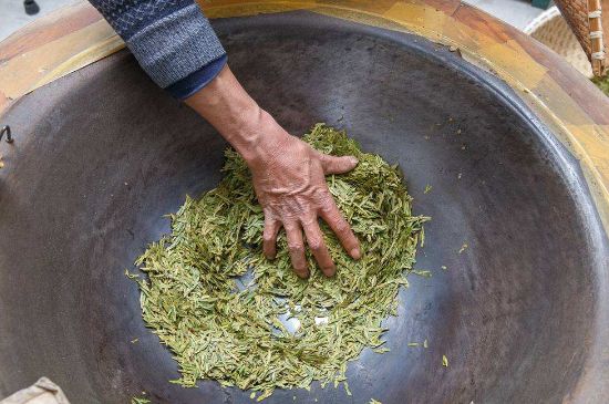 雀舌有一股青草味，雀舌為什么有青草味？