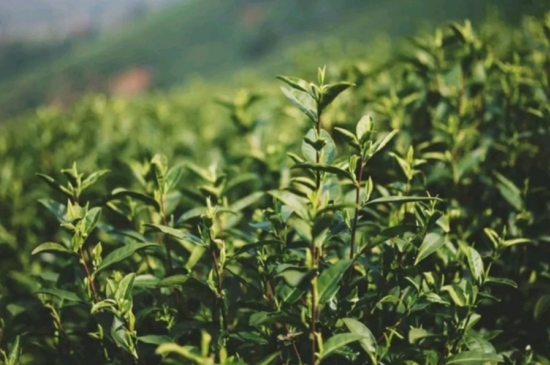 龍井是明前的好還是雨前的好，明前茶和雨前茶哪個(gè)好喝？