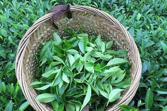 鴨屎香單叢雪片茶的特點(diǎn)，鳳凰雪片茶有什么特點(diǎn)？
