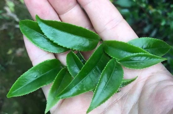 鋸朵仔跟鴨屎香哪個貴，鋸朵子和鴨屎香哪個好喝？