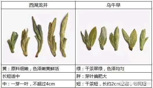 烏牛早和龍井的區(qū)別圖片，龍井43號(hào)和烏牛早茶的對(duì)比