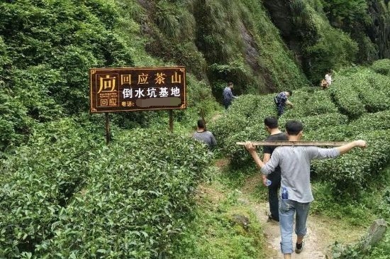 300塊錢的金駿眉能喝嗎，兩三百多金駿眉和一千多區(qū)別