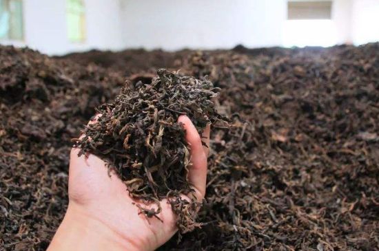 茯磚茶與普洱茶哪個好，茯茶和普洱茶口味區(qū)別