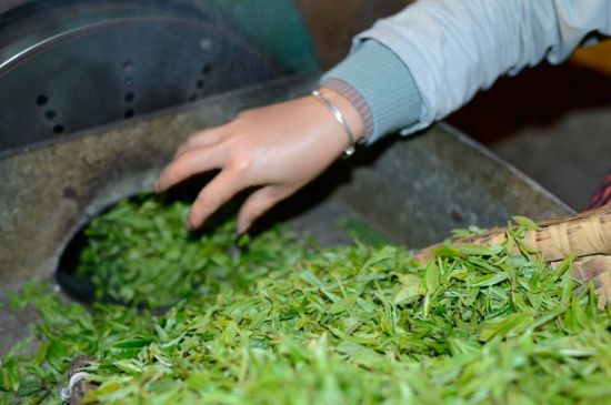 雀舌有一股青草味，雀舌為什么有青草味？