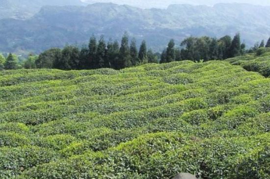 蒙頂山茶種類，蒙頂山哪種茶好？