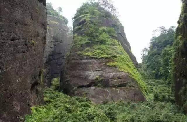 武夷山為什么盛產(chǎn)茶葉，武夷山茶為什么好喝？