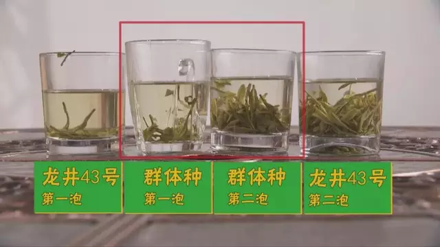 龍井群體種和43號的區(qū)別圖片，龍井43和群體種哪個好喝？
