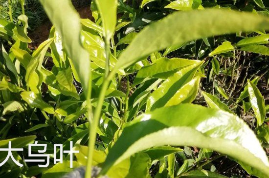 鴨屎香和大烏葉是同一種茶葉嗎，單叢大烏葉和鴨屎香有什么區(qū)別？