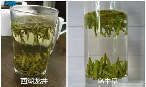 烏牛早和龍井的區(qū)別圖片，龍井43號(hào)和烏牛早茶的對(duì)比