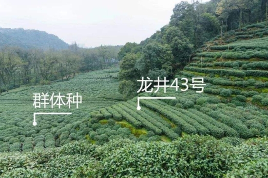 43號龍井屬于好茶嗎，龍井茶43號是什么意思？