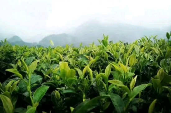一天3杯紅茶抗癌，常飲紅茶對身體有好處！