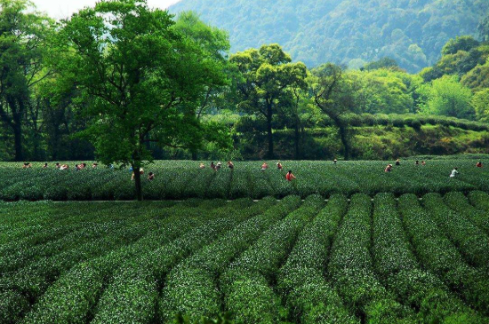 蘇州碧螺春東山好還是西山好，洞庭碧螺春西山和東山哪個(gè)好？