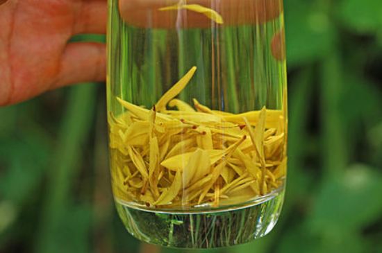 茶中奇葩黃金芽，安吉白茶中黃金芽的特點