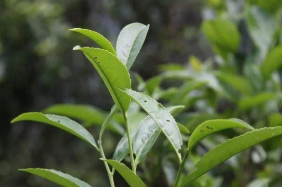 單叢茶十大香型以及常見品種大全，潮安鳳凰單樅十大名香歸類