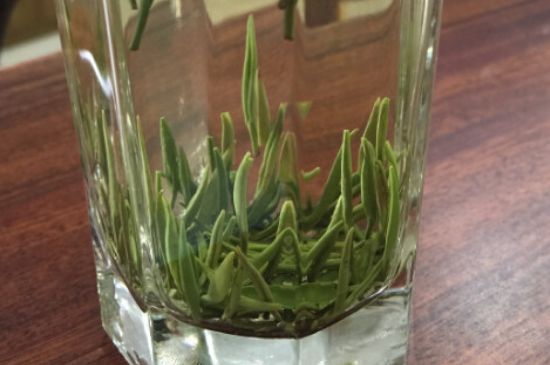 竹葉青和雀舌哪個(gè)貴，竹葉青茶貴嗎？