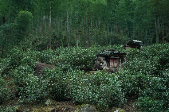 300塊錢的金駿眉能喝嗎，兩三百多金駿眉和一千多區(qū)別