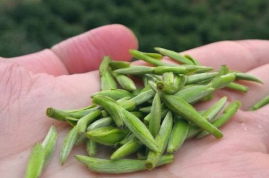 什么綠茶茶葉唇齒留香，哪個(gè)品種綠茶香氣好？
