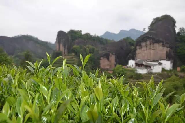 武夷山為什么盛產(chǎn)茶葉，武夷山茶為什么好喝？