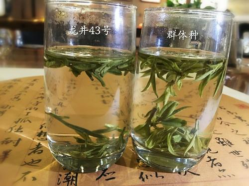 烏牛早和龍井的區(qū)別圖片，龍井43號(hào)和烏牛早茶的對(duì)比