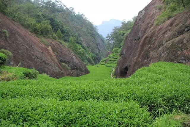 武夷山為什么盛產(chǎn)茶葉，武夷山茶為什么好喝？