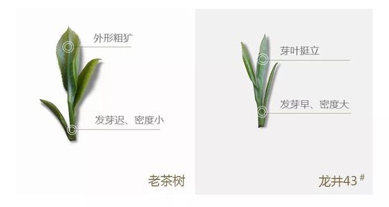 43號龍井屬于好茶嗎，龍井茶43號是什么意思？