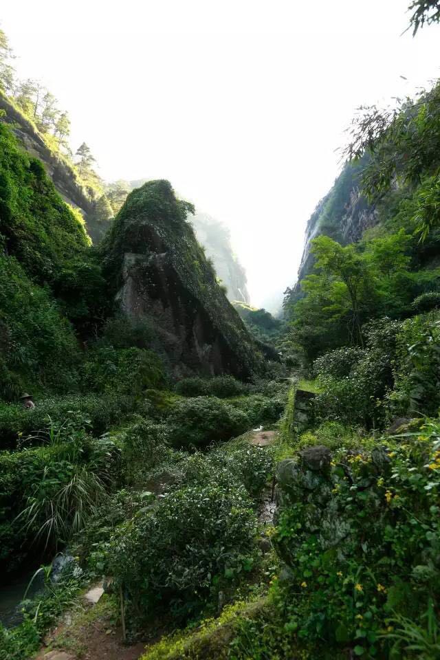 武夷山為什么盛產(chǎn)茶葉，武夷山茶為什么好喝？