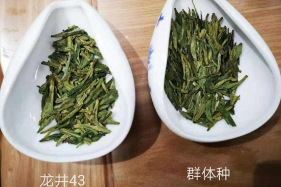43號龍井屬于好茶嗎，龍井茶43號是什么意思？