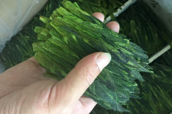 什么綠茶味道濃香，那個(gè)綠茶比較濃香？