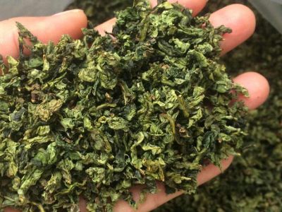 鐵觀音毛茶茶?？梢耘菟葐幔F觀音帶梗是不是好茶？