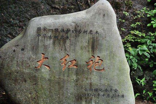 母樹大紅袍給誰喝了，為什么母樹大紅袍叫三棵六株？