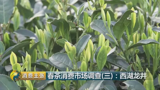龍井群體種和43號的區(qū)別圖片，龍井43和群體種哪個好喝？