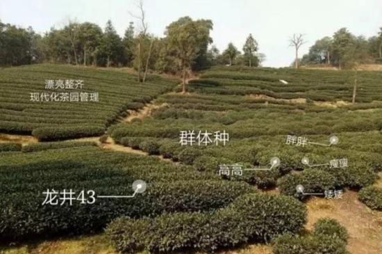 43號龍井屬于好茶嗎，龍井茶43號是什么意思？