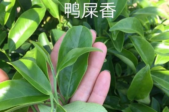 鴨屎香和大烏葉是同一種茶葉嗎，單叢大烏葉和鴨屎香有什么區(qū)別？