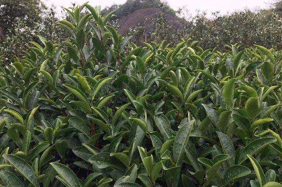 馬頭巖肉桂是大紅袍嗎，大紅袍肉桂屬于什么茶？