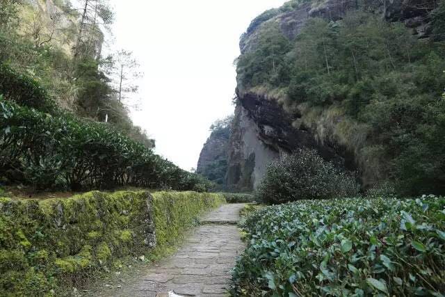 武夷山為什么盛產(chǎn)茶葉，武夷山茶為什么好喝？