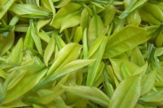 茶中奇葩黃金芽，安吉白茶中黃金芽的特點