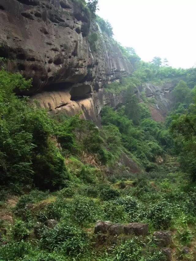 武夷山為什么盛產(chǎn)茶葉，武夷山茶為什么好喝？