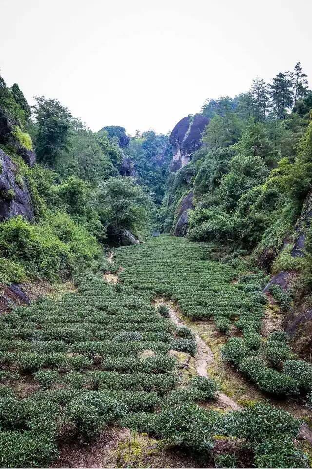 武夷山為什么盛產(chǎn)茶葉，武夷山茶為什么好喝？