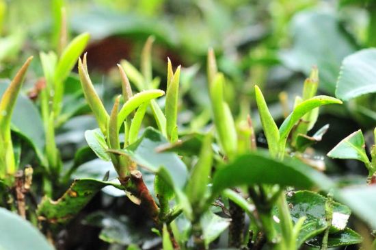 單樅茶什么季節(jié)最好喝，鳳凰單叢茶春茶好還是秋茶好？