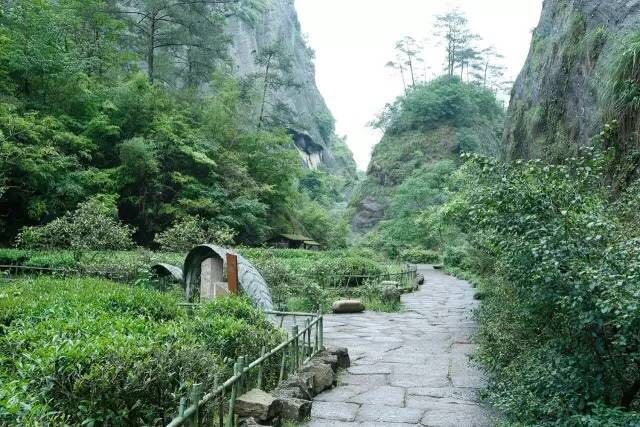武夷山為什么盛產(chǎn)茶葉，武夷山茶為什么好喝？