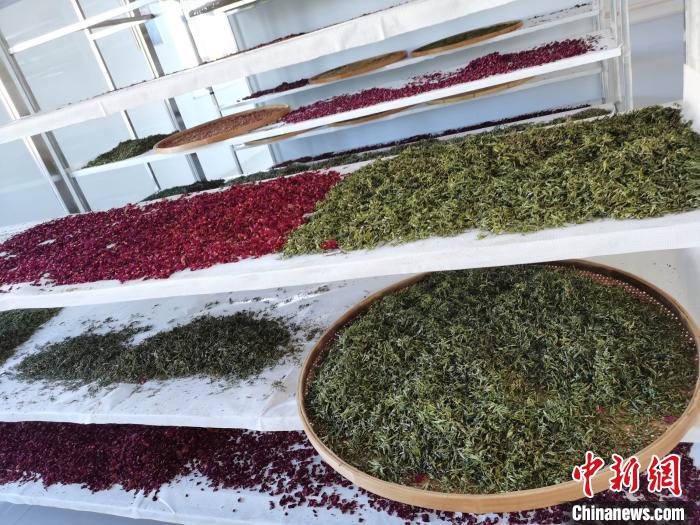 圖為王玲玲收購的各種山茶。　王鳴遠 攝